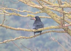 Rook photographed at Rue des Hougues, STA [H04] on 13/3/2016. Photo: © Wayne Turner
