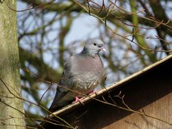 Stock Dove photographed at Foulon [FOU] on 13/3/2016. Photo: © Mark Guppy