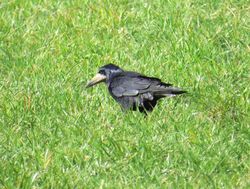 Rook photographed at Rue des Hougues, STA [H04] on 28/3/2016. Photo: © Wayne Turner