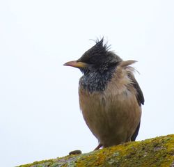 Rose-coloured Starling photographed at Vazon [VAZ] on 15/4/2016. Photo: © Mark Guppy