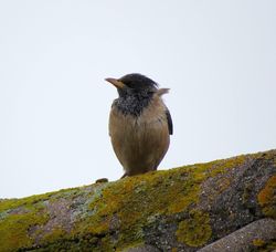 Rose-coloured Starling photographed at Vazon [VAZ] on 15/4/2016. Photo: © Mark Guppy