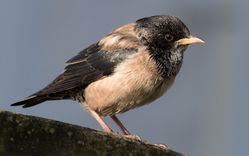 Rose-coloured Starling photographed at La Rocquette on 16/4/2016. Photo: ©  Rockdweller