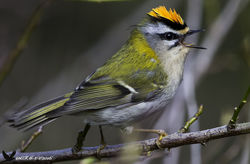 Firecrest photographed at Reservoir [RES] on 4/4/2016. Photo: © Colin Mucklow