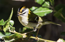 Firecrest photographed at Reservoir [RES] on 18/4/2016. Photo: © Colin Mucklow