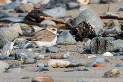 Kentish Plover photographed at Grandes Havres [GHA] on 6/5/2016. Photo: © Andy Marquis