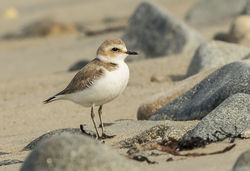 Kentish Plover photographed at Grandes Havres [GHA] on 6/5/2016. Photo: © Anthony Loaring