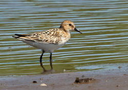 Little Stint photographed at Claire Mare [CLA] on 19/7/2016. Photo: © Anthony Loaring