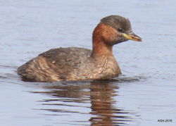 Little Grebe photographed at Claire Mare [CLA] on 21/8/2016. Photo: © Albert Harvey