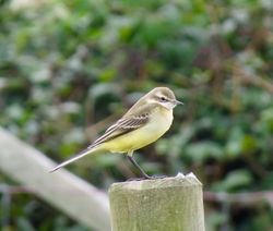 Yellow Wagtail photographed at Mt. Herault [MHE] on 5/9/2016. Photo: © Mark Guppy
