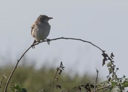 Rose-coloured Starling photographed at Pleinmont [PLE] on 11/9/2016. Photo: © Vic Froome