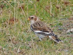 Snow Bunting photographed at Chouet [CHO] on 29/9/2016. Photo: © Min Henry