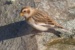 Snow Bunting photographed at Chouet [CHO] on 30/9/2016. Photo: © Rod Ferbrache
