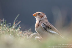 Snow Bunting photographed at Chouet [CHO] on 30/9/2016. Photo: © Andy Marquis