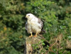 Buzzard photographed at Rue des Hougues, STA [H04] on 15/10/2016. Photo: © Mark Guppy