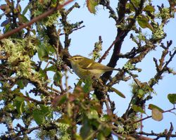 Yellow-browed Warbler photographed at Vaux de Monel [MON] on 16/10/2016. Photo: © Mark Guppy