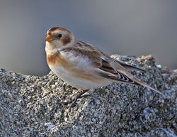 Snow Bunting photographed at Fort Le Crocq [FLC] on 17/10/2016. Photo: © Mike Cunningham