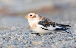 Snow Bunting photographed at Fort Le Crocq [FLC] on 17/10/2016. Photo: © Anthony Loaring