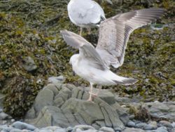 Yellow-legged Gull photographed at Perelle [PER] on 8/11/2016. Photo: © Jamie Hooper