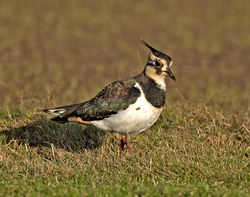 Lapwing photographed at Pleinmont [PLE] on 5/12/2016. Photo: © Mike Cunningham