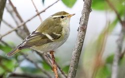 Yellow-browed Warbler photographed at Rousse [ROU] on 8/10/2016. Photo: ©   Rockdweller