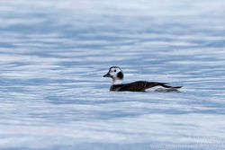 Long-tailed Duck photographed at Pembroke [PEM] on 17/12/2016. Photo: © Andy Marquis