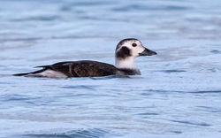 Long-tailed Duck photographed at Pembroke [PEM] on 17/12/2016. Photo: © Anthony Loaring