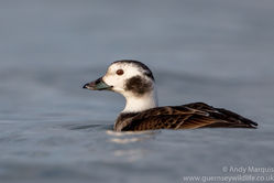 Long-tailed Duck photographed at Jaonneuse [JAO] on 18/12/2016. Photo: © Andy Marquis