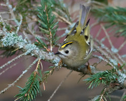 Goldcrest photographed at St Peter Port [SPP] on 26/12/2016. Photo: © Mike Cunningham