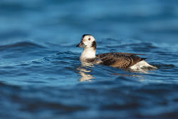 Long-tailed Duck photographed at Jaonneuse [JAO] on 28/12/2016. Photo: © steve levrier