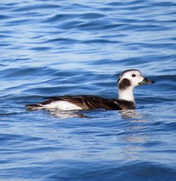Long-tailed Duck photographed at L'Ancresse [LAN] on 5/1/2017. Photo: © Mark Guppy