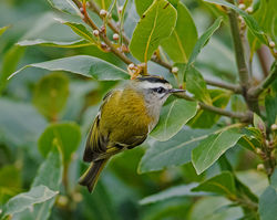Firecrest photographed at St Peter Port [SPP] on 10/1/2017. Photo: © Mike Cunningham