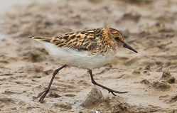 Little Stint photographed at Claire Mare [CLA] on 2/8/2016. Photo: ©  Rockdweller