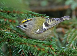 Goldcrest photographed at St Peter Port [SPP] on 6/3/2017. Photo: © Mike Cunningham