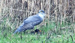 Sparrowhawk photographed at Claire Mare [CLA] on 12/3/2017. Photo: © Adrian Bott