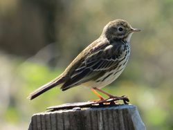 Meadow Pipit photographed at Herm [HER] on 7/4/2017. Photo: © Wayne Turner