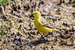 Yellow Wagtail photographed at Claire Mare [CLA] on 26/4/2017. Photo: © Andy Marquis