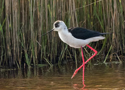 Black-winged Stilt photographed at Claire Mare [CLA] on 9/5/2017. Photo: © Anthony Loaring