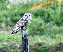 Short-eared Owl photographed at Pleinmont [PLE] on 3/5/2017. Photo: © Adrian Bott