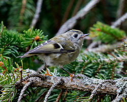 Goldcrest photographed at St Peter Port [SPP] on 11/9/2017. Photo: © Mike Cunningham