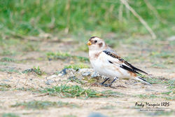 Snow Bunting photographed at Fort Hommet [HOM] on 7/10/2017. Photo: © Andy Marquis