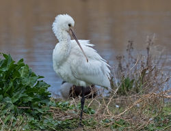 Spoonbill photographed at Claire Mare [CLA] on 15/11/2017. Photo: © Anthony Loaring