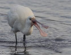 Spoonbill photographed at Claire Mare [CLA] on 18/11/2017. Photo: © Dan Scott