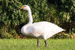 Whooper Swan photographed at Rue des Hougues, CAT [HO3] on 24/11/2017. Photo: ©  Rockdweller
