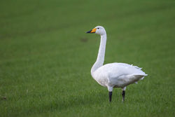 Whooper Swan photographed at Rue des Hougues, CAT [HO3] on 25/11/2017. Photo: © Andy Marquis