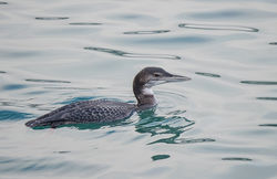 Great Northern Diver photographed at Town Harbour [TOW] on 20/12/2017. Photo: © Barry Wells
