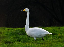Whooper Swan photographed at Rue a Fresnes on 19/12/2017. Photo: © Mark Lawlor