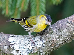 Siskin photographed at St Peter Port [SPP] on 24/2/2018. Photo: © Mike Cunningham