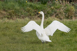 Whooper Swan photographed at Rue des Padins on 26/2/2018. Photo: © Rod Ferbrache