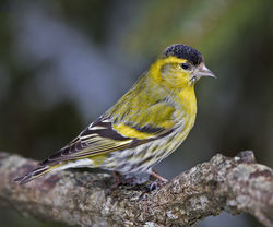 Siskin photographed at St Peter Port [SPP] on 27/2/2018. Photo: © Mike Cunningham