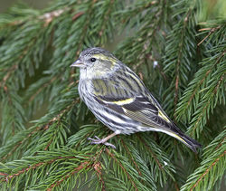 Siskin photographed at St Peter Port [SPP] on 23/3/2018. Photo: © Mike Cunningham